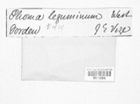 Phoma leguminum image